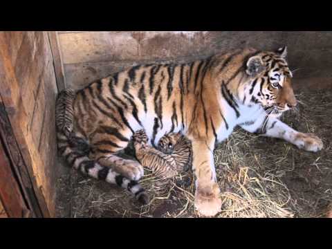 უსურიის ვეფხვი სალიმა და მისი 3 ახალშობილი ბოკვერი / Siberian tiger Salima and her 3 newborn cubs
